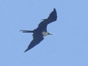 Magnificent Frigatebird - ML607183191