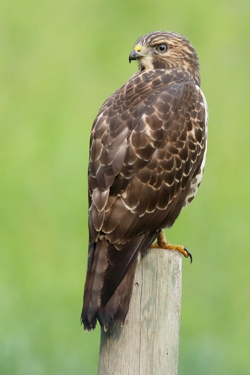 Broad-winged Hawk - ML607183451