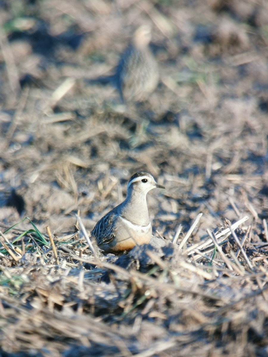 Eurasian Dotterel - ML607183731