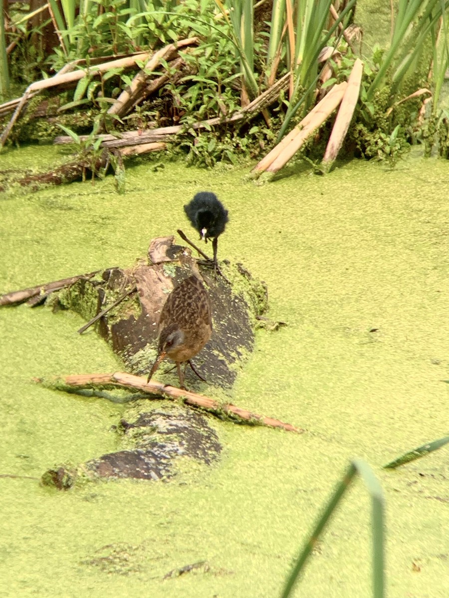 Virginia Rail - ML607183821