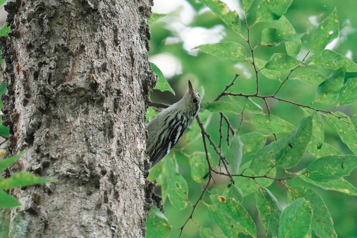 Black-and-white Warbler - ML607184271