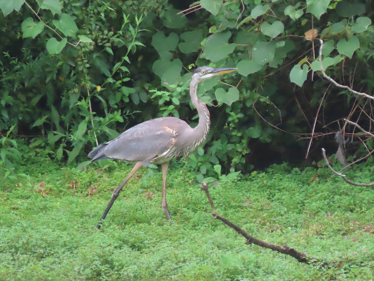 Great Blue Heron - ML607184561