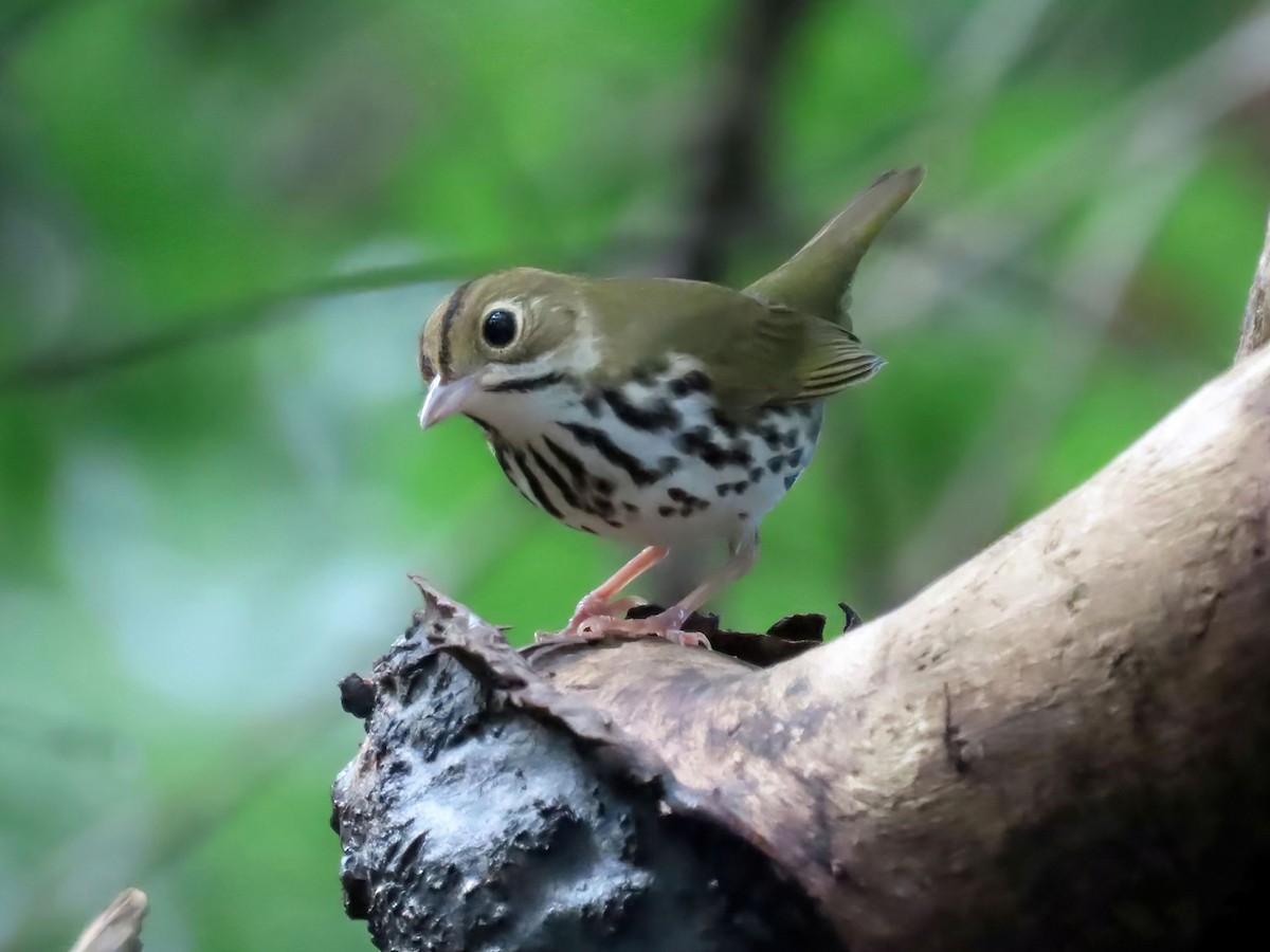 Ovenbird - ML607184911