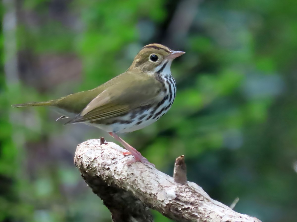 Ovenbird - ML607184921