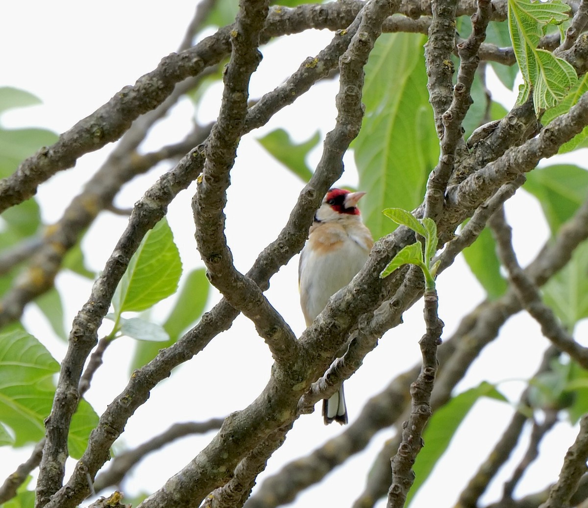 European Goldfinch - ML607185151