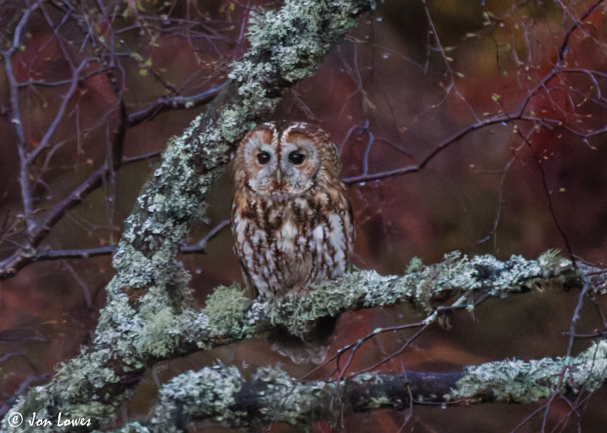 Tawny Owl - ML607185981