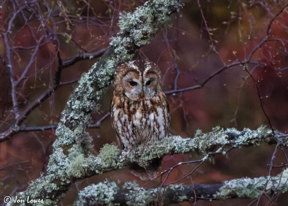 Tawny Owl - ML607185991