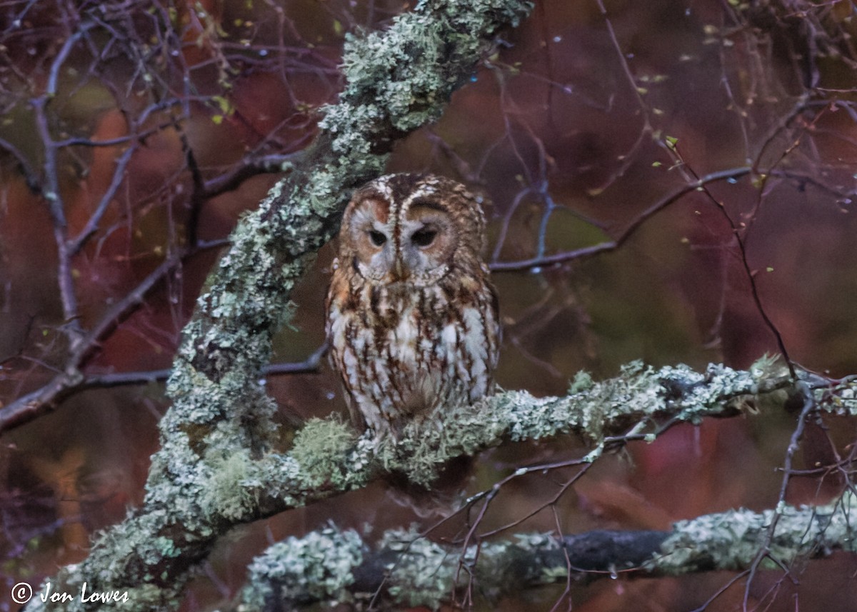 Tawny Owl - ML607186001