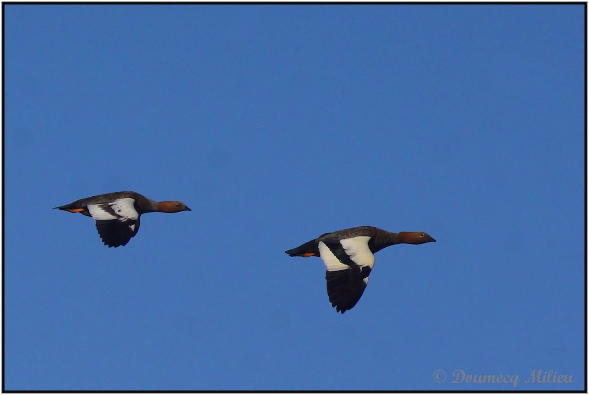 Ruddy-headed Goose - ML60718601