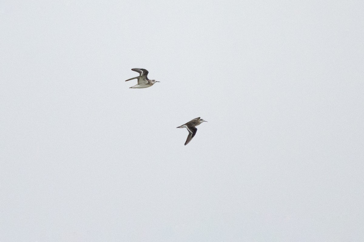 Red-necked Phalarope - Josh Davidson
