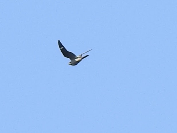 Common Nighthawk - ML607187161