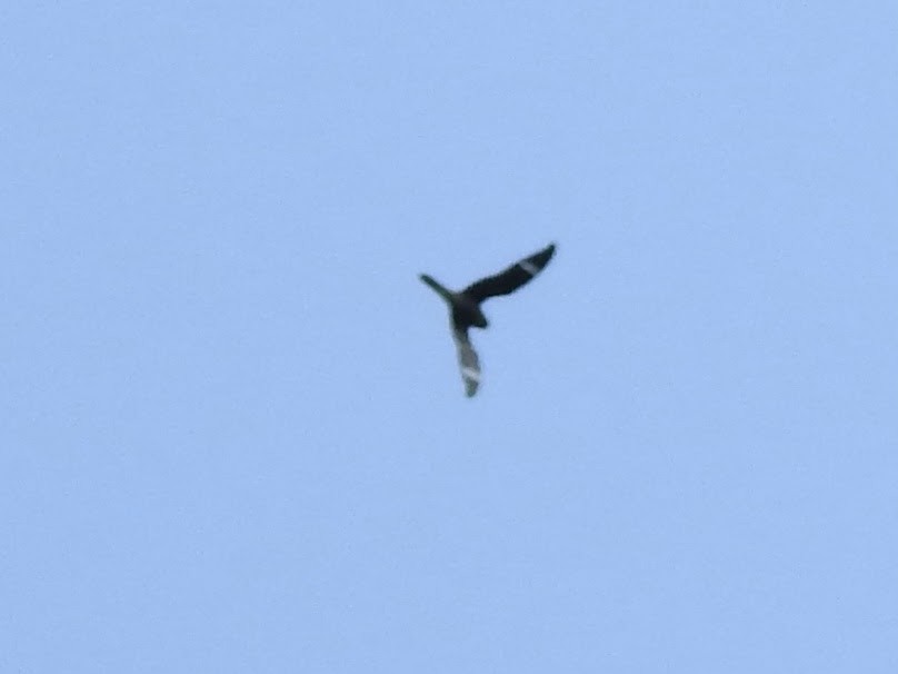 Common Nighthawk - ML607187171