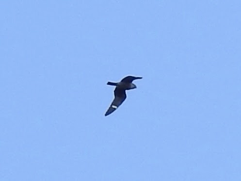 Common Nighthawk - ML607187181