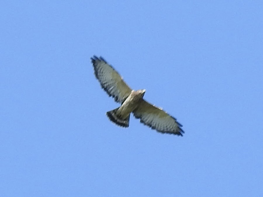 Broad-winged Hawk - ML607187411