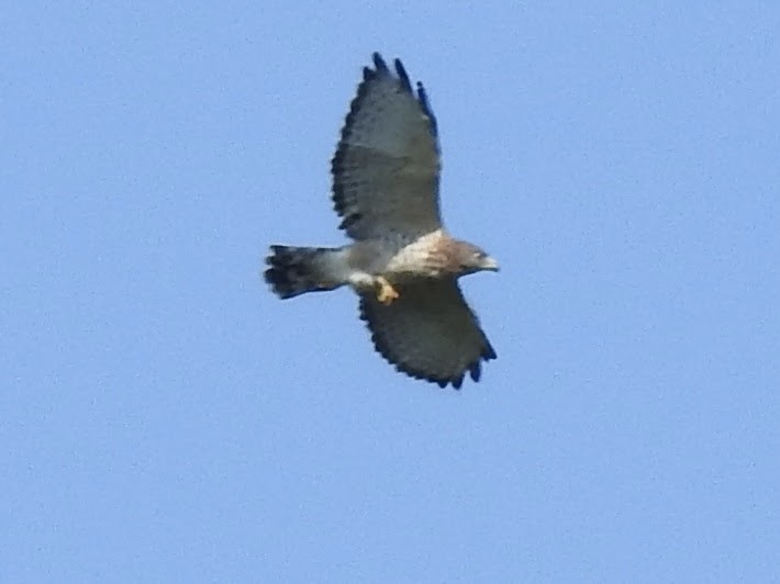 Broad-winged Hawk - ML607187421