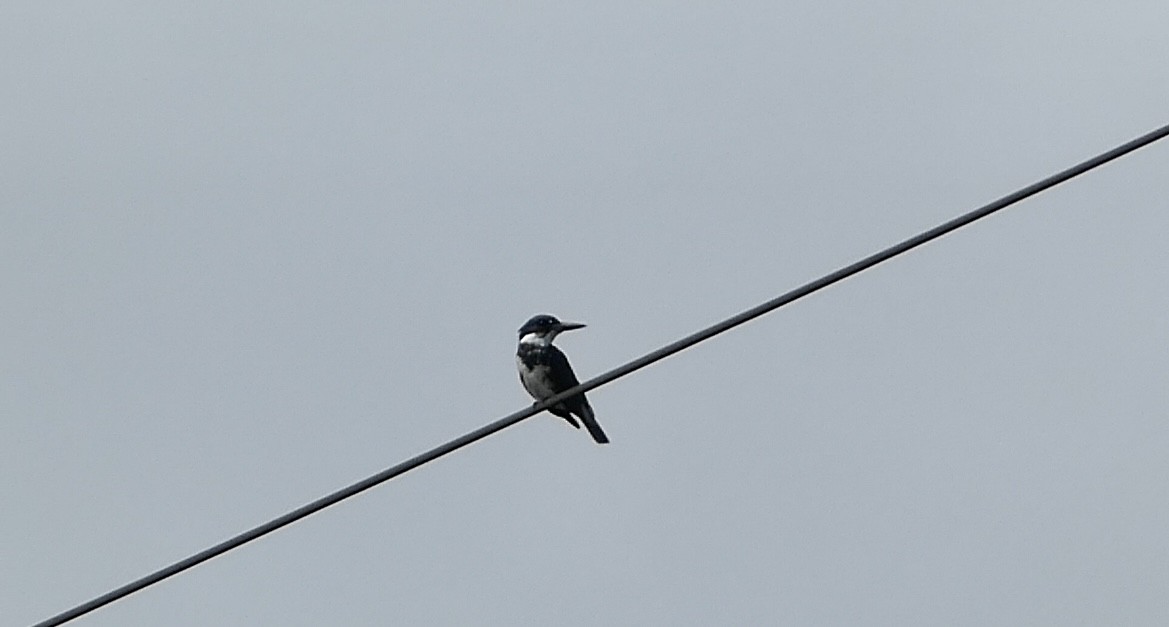 Belted Kingfisher - ML607187731