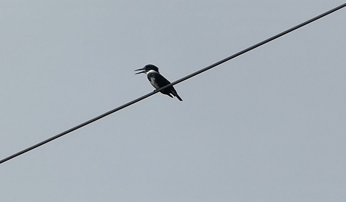 Belted Kingfisher - ML607187761