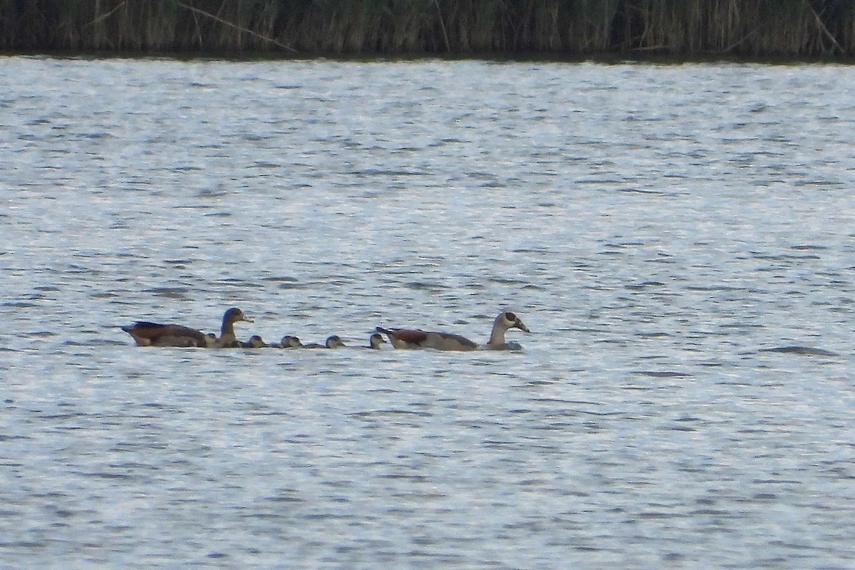 Egyptian Goose - ML607187771