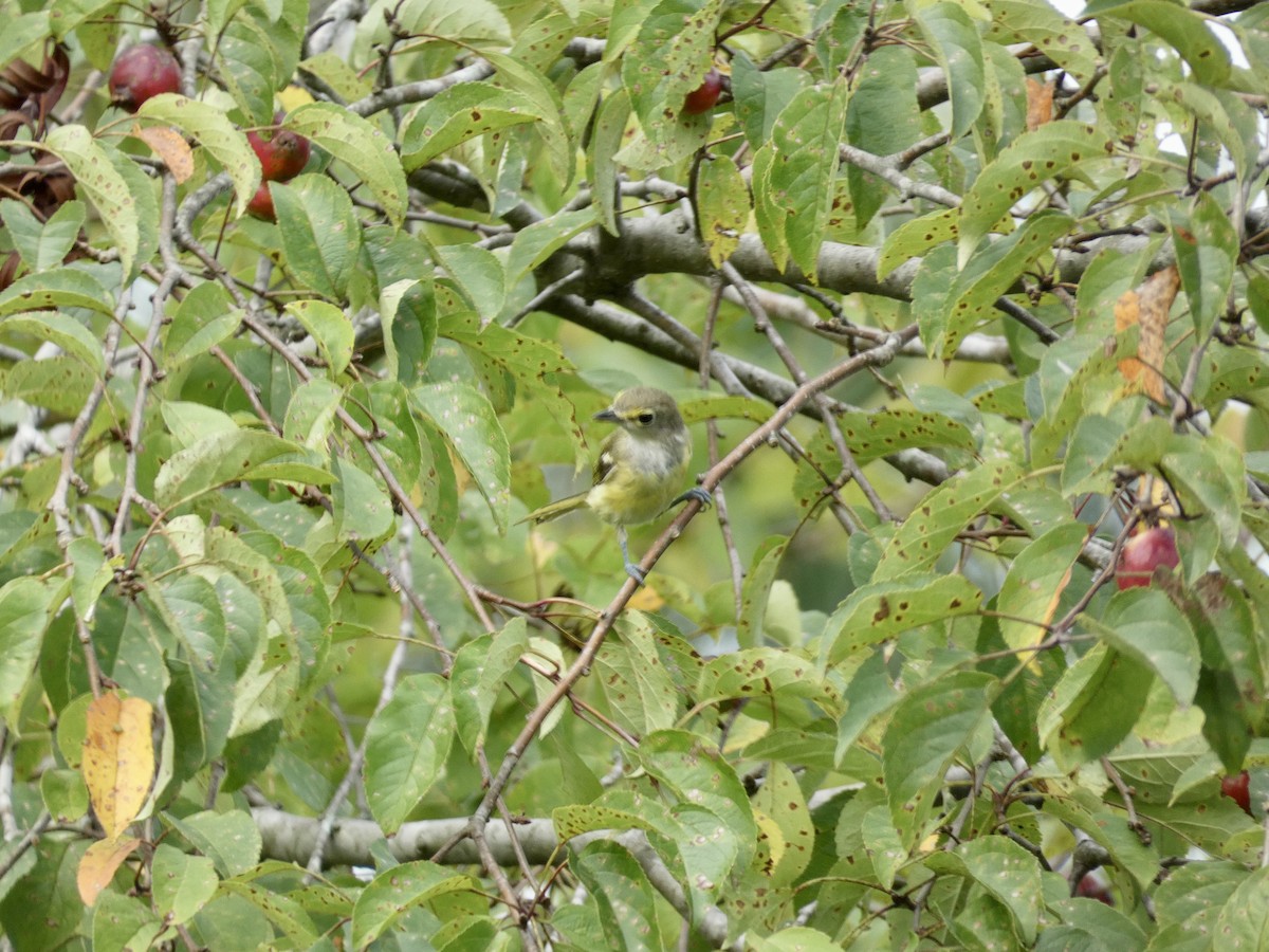 Vireo Ojiblanco - ML607188031