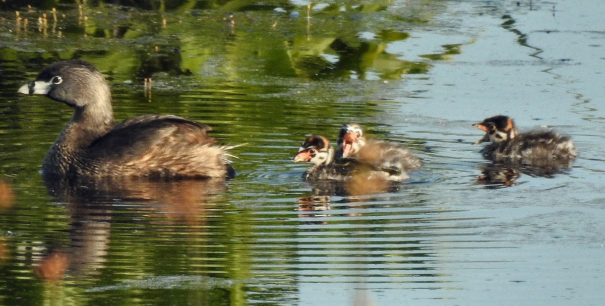 Pied-billed Grebe - ML60718811