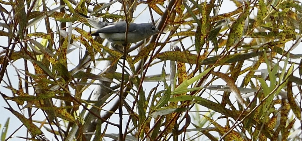 Blue-gray Gnatcatcher - ML607188211