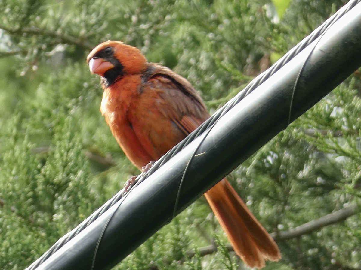 Northern Cardinal - ML607189051