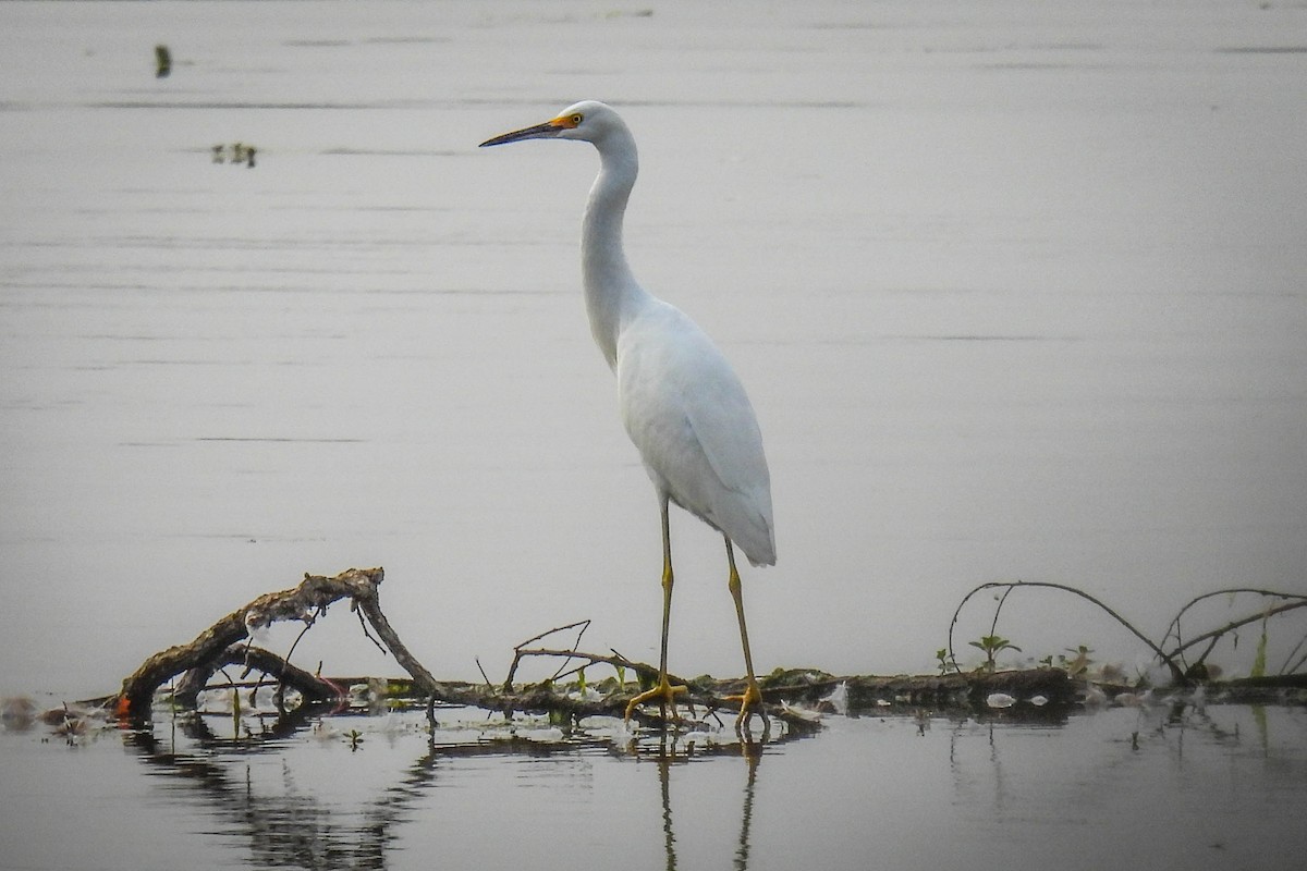 Snowy Egret - ML607189191