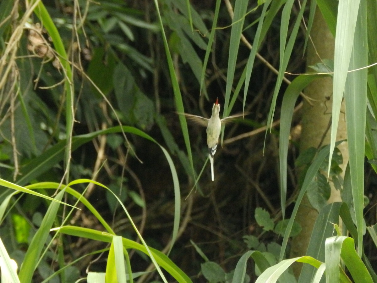 Серобрюхий колибри-отшельник - ML607189661