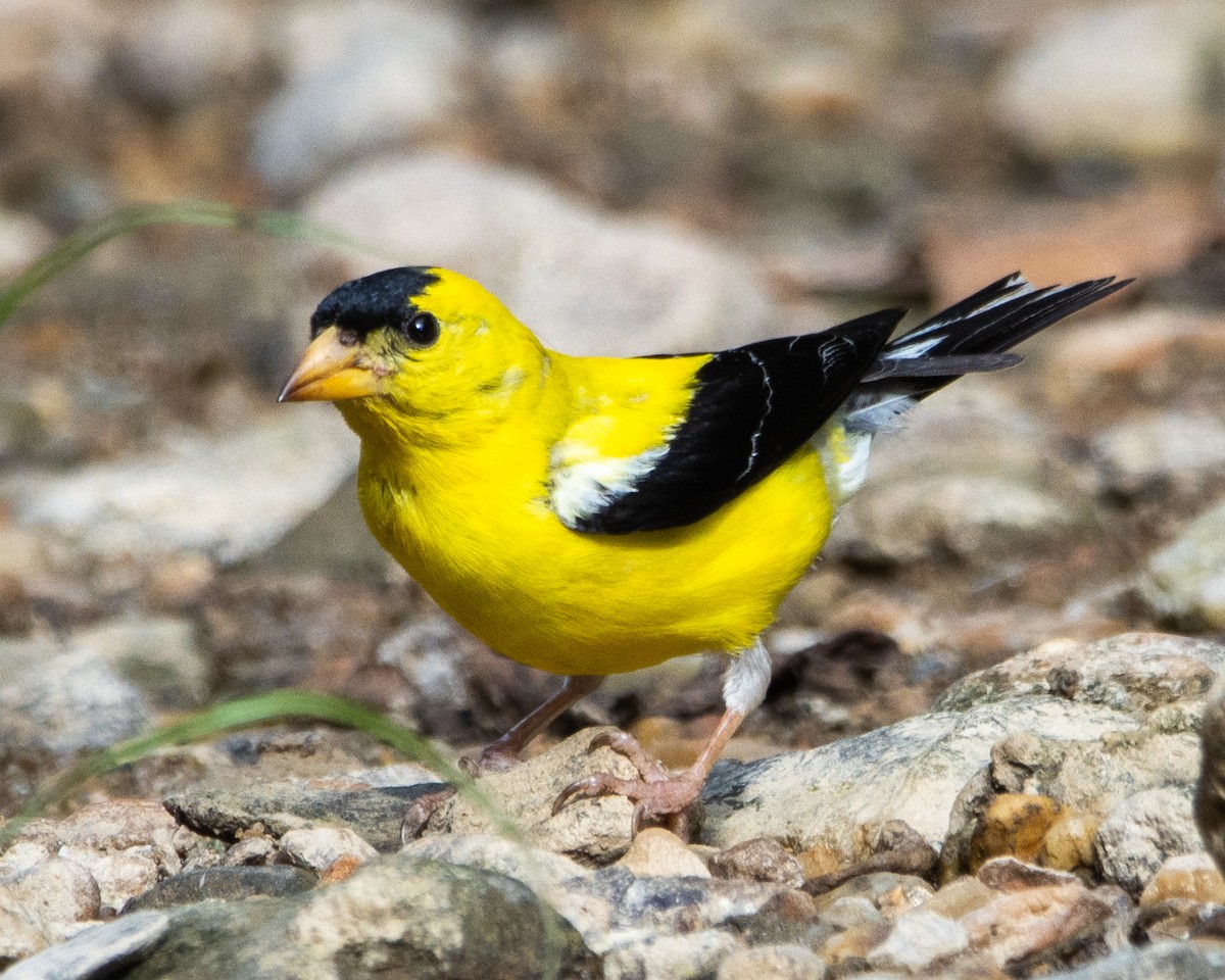 American Goldfinch - Graham Redgrave