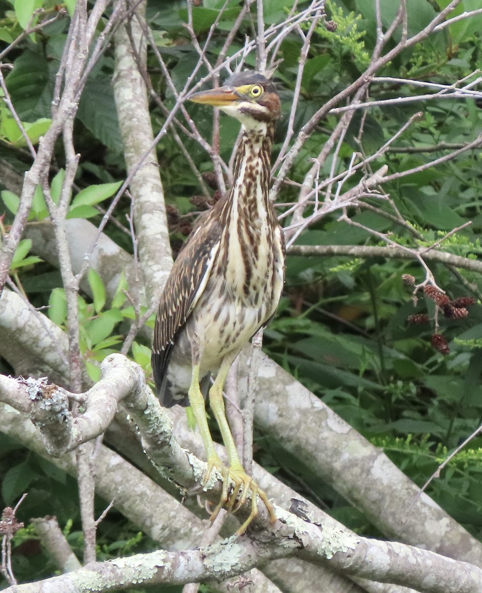 Green Heron - ML607191561