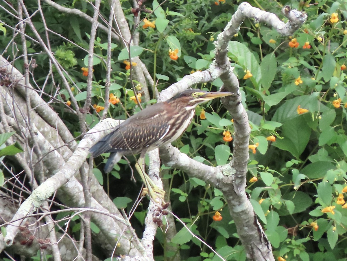 Green Heron - ML607191571