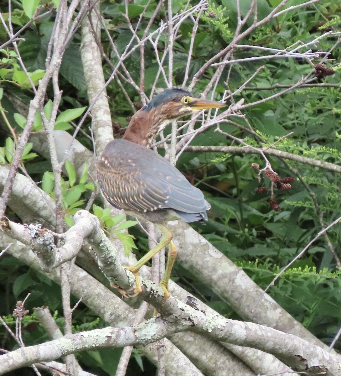 Green Heron - ML607191581