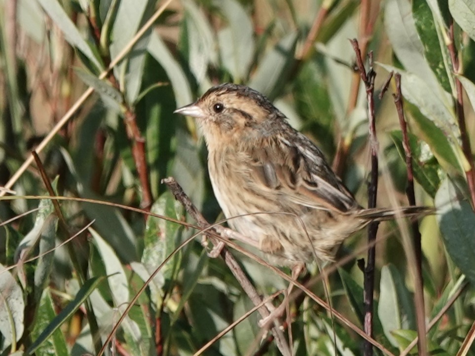 Nelson's Sparrow - ML607191621