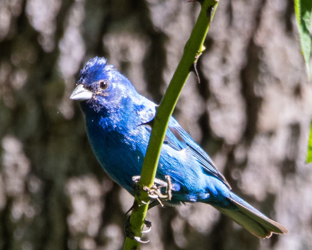 Indigo Bunting - ML607191671