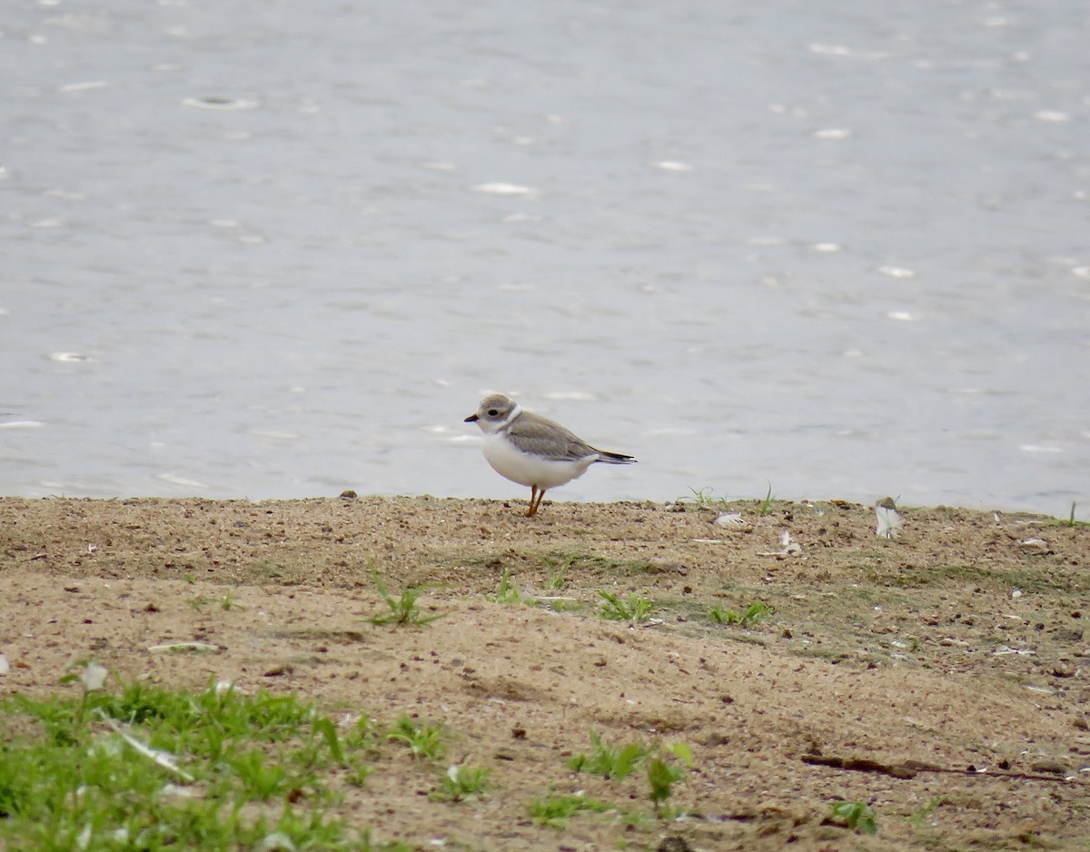 Piping Plover - ML607192741