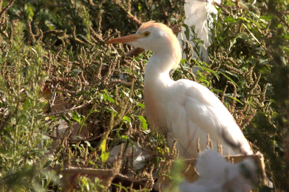 Western Cattle Egret - ML607193981