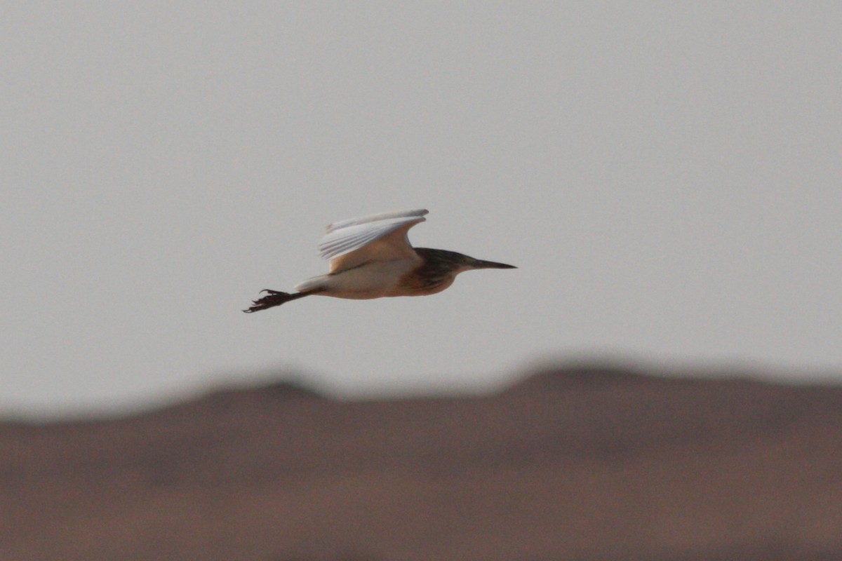 Squacco Heron - ML607194021