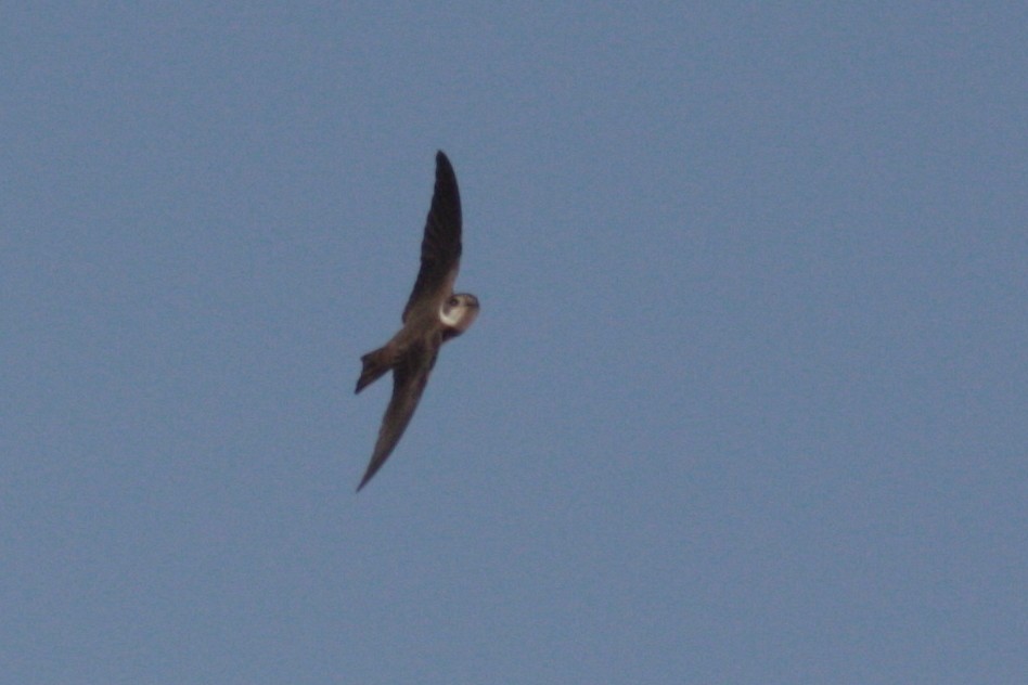 Bank Swallow - ML607194241