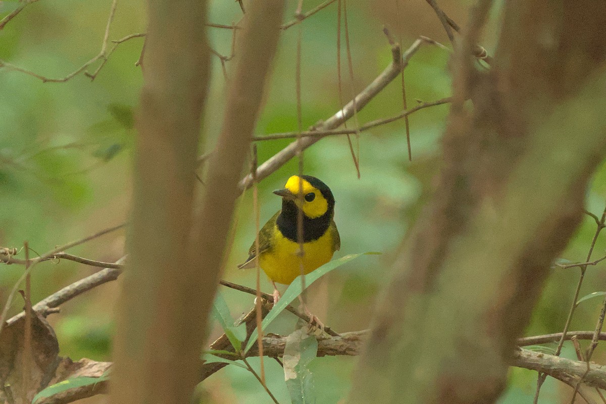 Hooded Warbler - ML607194911
