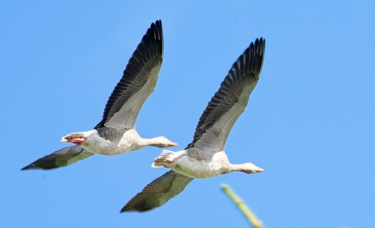 Graylag Goose - Chris Brown