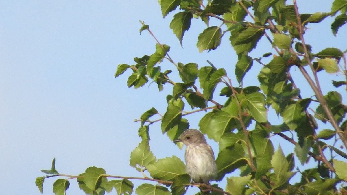 Spotted Flycatcher - ML607195361