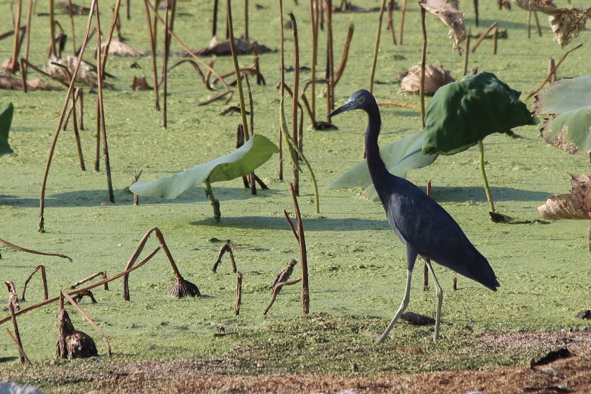 Little Blue Heron - ML607195921