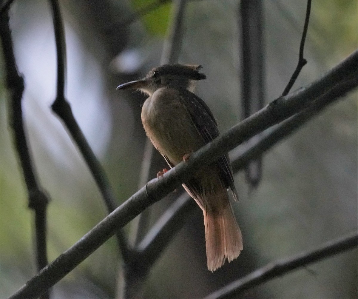 Tropical Royal Flycatcher - Sud Menon