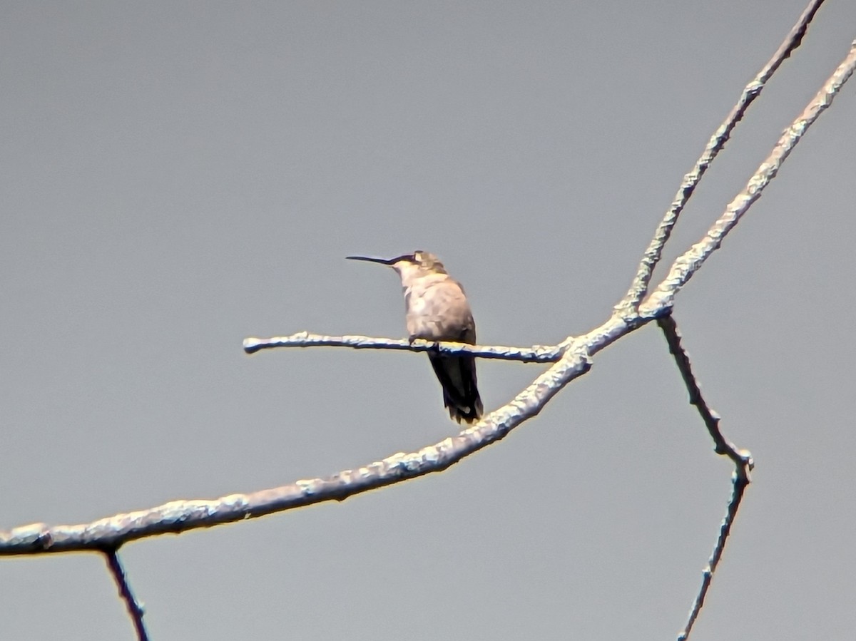 Ruby-throated Hummingbird - ML607196931