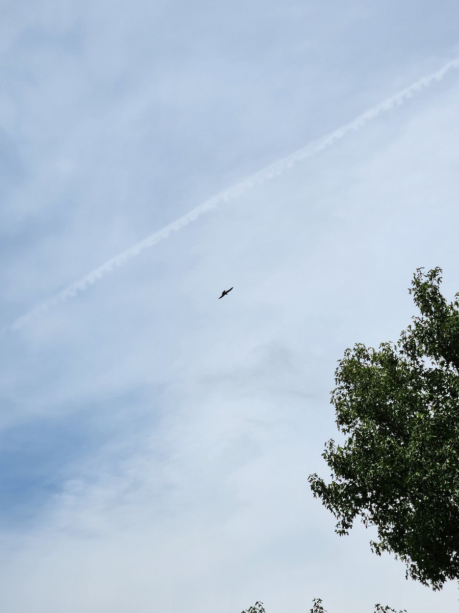 Mississippi Kite - ML607197281