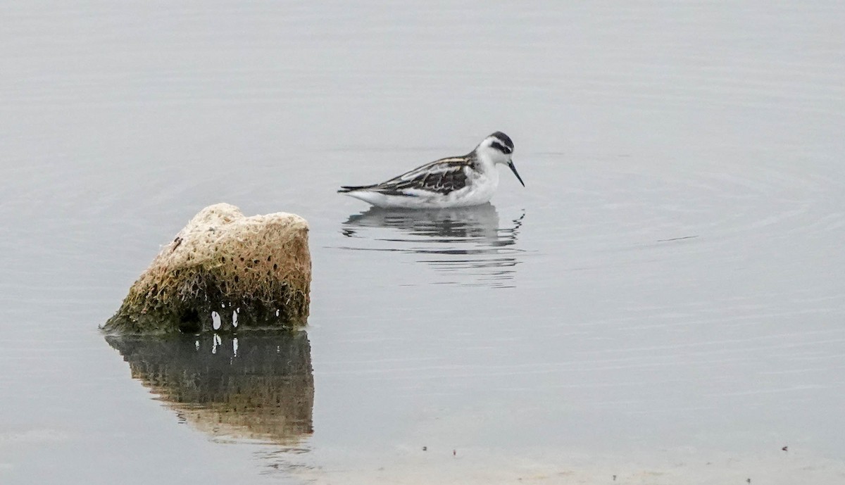 Red-necked Phalarope - ML607197891