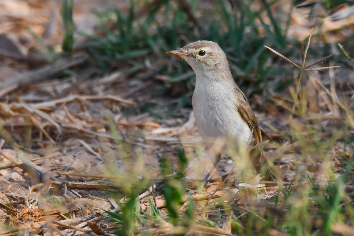 Booted Warbler - ML607198191