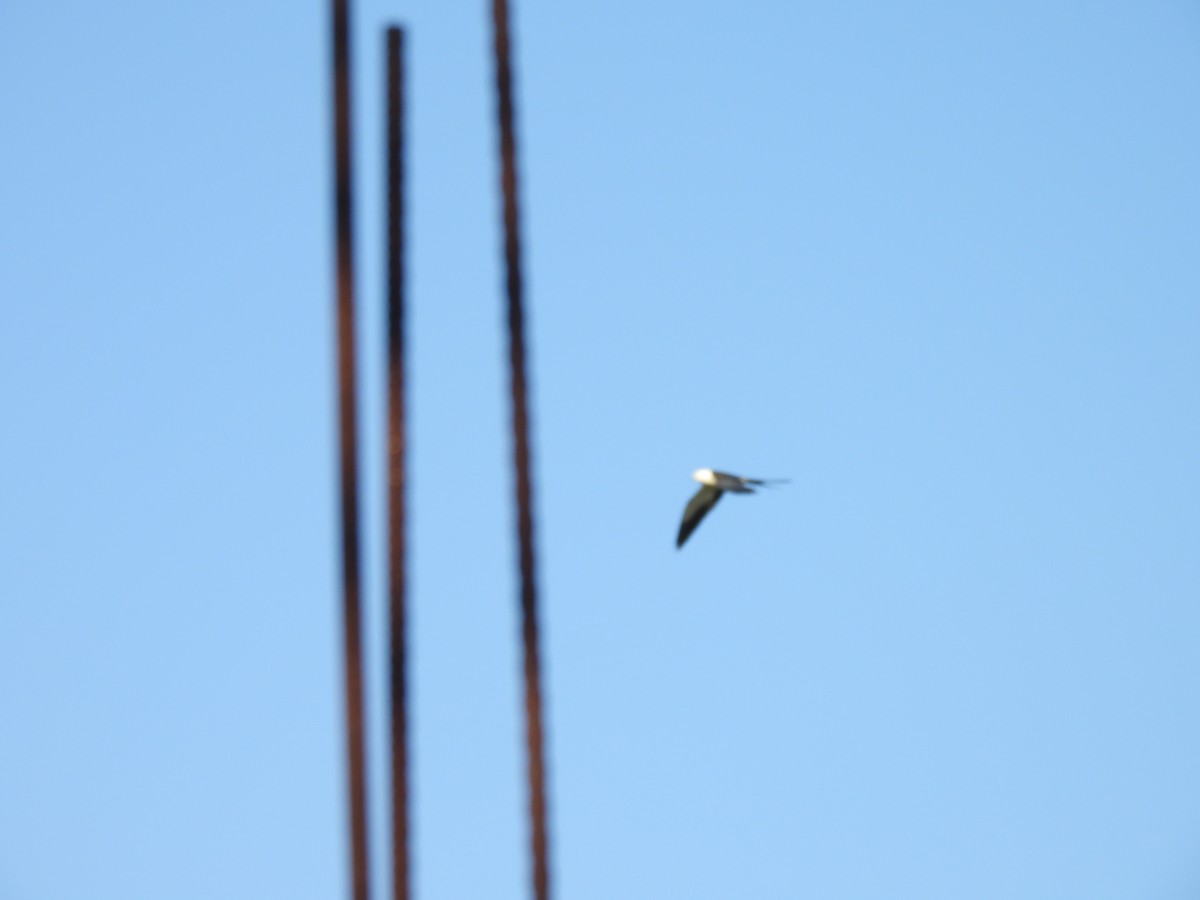 Swallow-tailed Kite - ML607200241