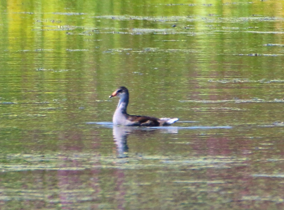 Common Gallinule - ML607200301