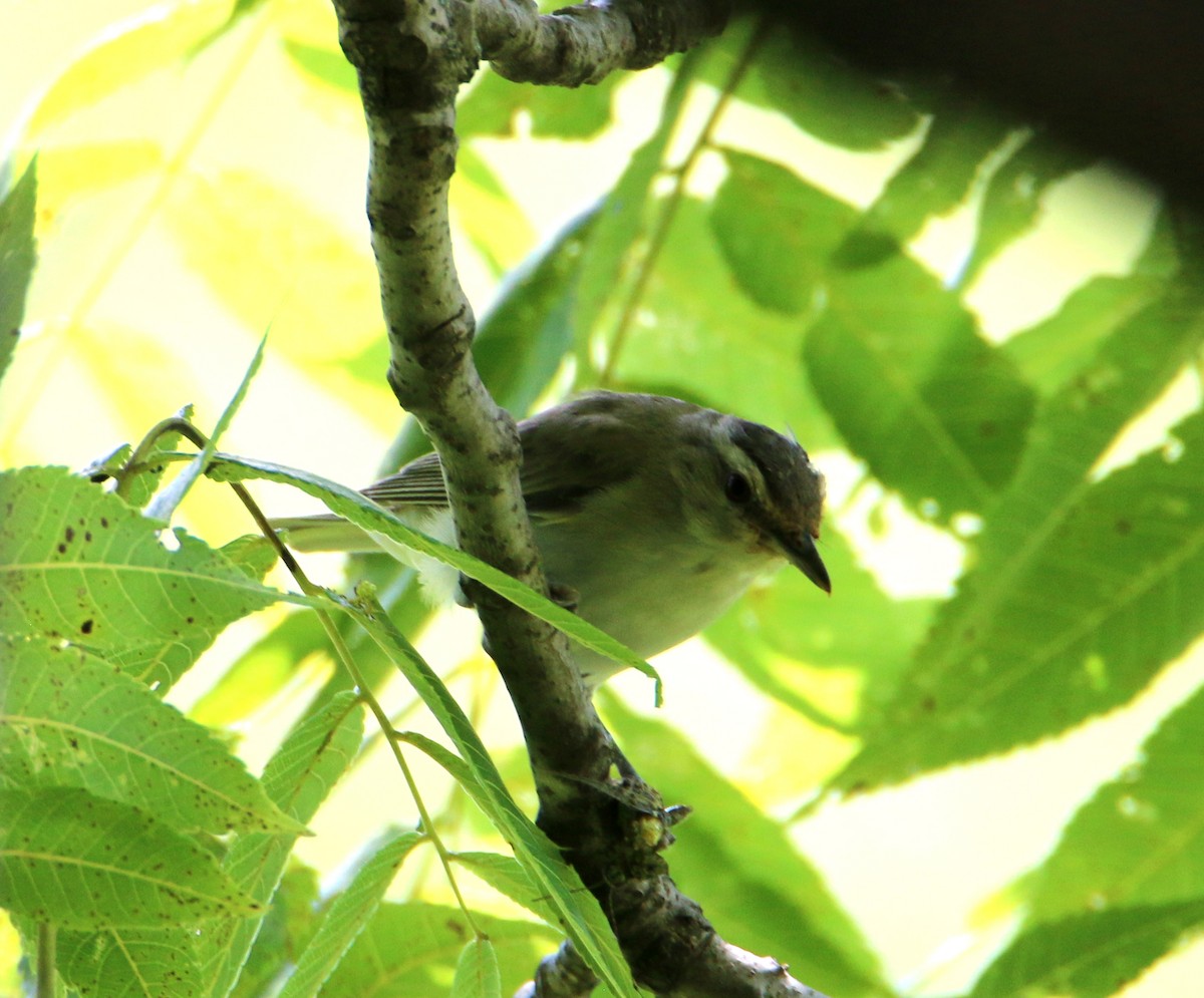 Red-eyed Vireo - ML607200521